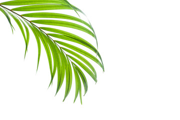 tropical coconut leaf isolated on white background, summer background