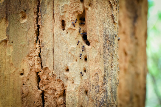 closeup of ants walking up and down on a red tree log ant worker on a branch close-up, insect macro photo Termite on Wooden handrails in the way to the top of Khao Luang mountain in Ramkhamhaeng Natio