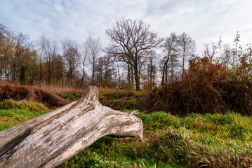 Narwiański Park Narodowy, Topilec, Podlasie, Polska © podlaski49