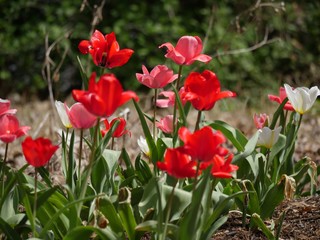 Pink, red and white blooming tulips at a park
