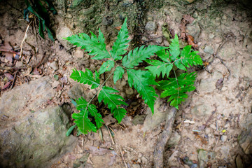 Green leaf texture background, tropical leave foliage are shaped like tiny spikes, leaves in tropical forest, green concept.