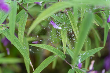 Fototapeta na wymiar 蜘蛛の巣にかかる水滴と花