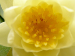 연꽃 - 불교의 상징