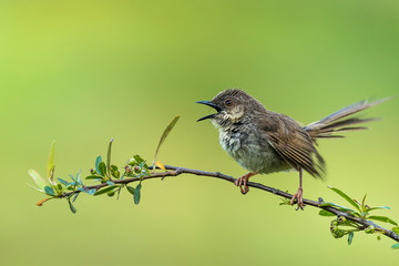 bird on a branch
