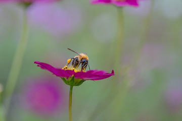 コスモスとミツバチ