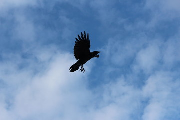 Black bird on a background of blue sky. Bird silhouette. Flying bird.