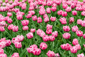 Pink tulips on green grass, background.
