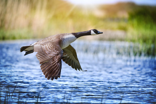 Canada goose big bird in flight close beautiful water lake.