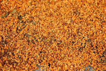 金木犀の花びら