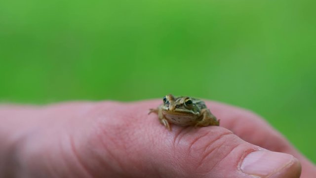 Minature toad sitting on a hand with green grass in the background