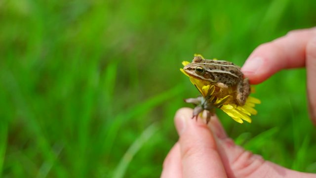 A tiny toad sitting on daisy prodded with finger to move.