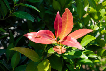 Beautiful view of leaves on the tree in the morning 