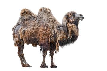 Camel isolated on white background. Camelus bactrianus