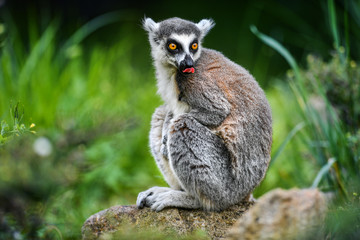 Lemur the beautiful monkey animal of Madagascar detail.