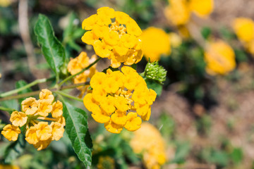 beautiful of yellow flowers on blurred background