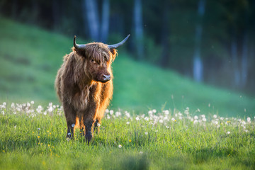 Highland cattle on green meadow or natural habitat. Scottish cow. - obrazy, fototapety, plakaty