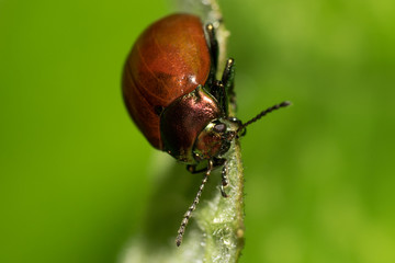 Macro - little bug at leaf and green background