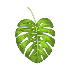 Tropical vector illustration with monstera  leaves on white background. 