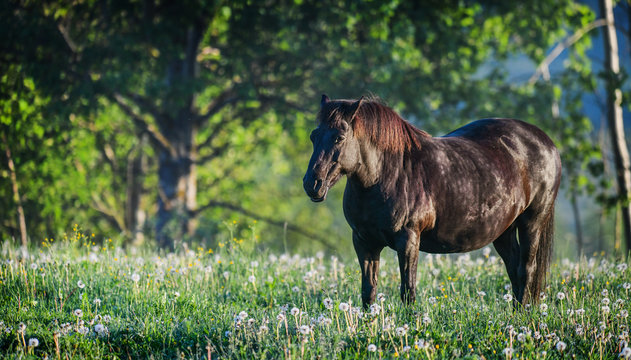 The Hucul or Carpathian horse is breed originally from the Carpathian Mountains.