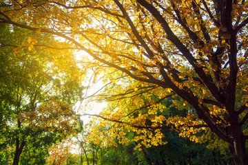 Autumn oak leaves are on sky background