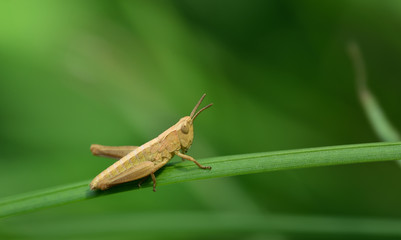 The little male of a grasshopper sits on a blade of grass against a green background with open space