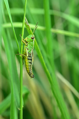 A female green grasshopper sits upright on a grass in the meadow and is well camouflaged