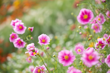 秋の里山に咲くコスモス