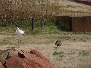 White crane and a duck at a park