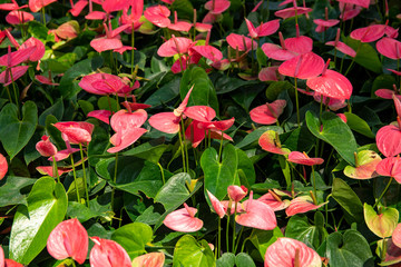 Red tropical flower on green foliage, botanical photo. Pink Anthurium field in greenery. One petal flower with spike