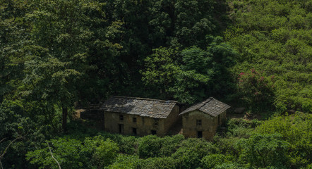 Fototapeta na wymiar old house in the forest