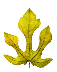Backlit fig leaf