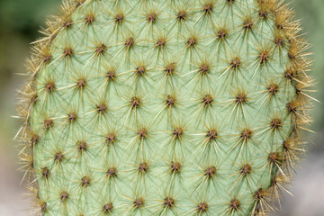 Fototapeta premium Closeup of spines on cactus, background cactus with spines. Big cactus surface, natural background