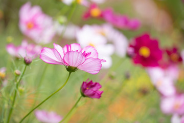 秋の里山に咲くコスモス