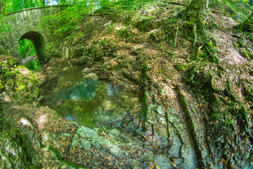 A mountain stream in the forest