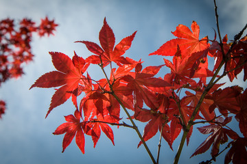 Maple leaves detail on blue sky background