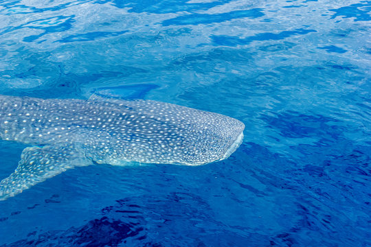 A Small Baby Whale Shark, Shot From A Boat, Nigaloo Reef Western Australia