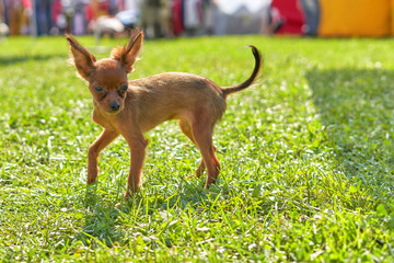 Chihuahua dog companion dog, against the background of green grass on a sunny summer day