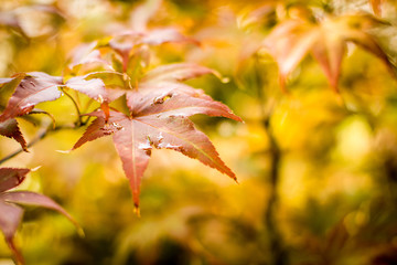 Beautiful autumn landscape with Colorful foliage in the park. Falling leaves natural background. 