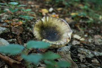 Primo piano di un fungo nel bosco, sentiero delle meraviglie, Canton Ticino 