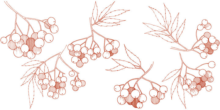 Vector autumn red sorbus plant. Berry plant botanical garden floral foliage. Isolated illustration element.