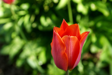 summer - red tulip flower at garden isolated