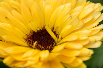 summer - yellow flower isolated closeup picture