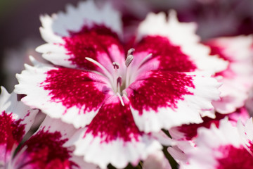 summer - white and purple flower isolated closeup picture