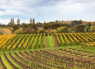 Landschaft mit herbstlichen Weinreben in der Pfalz