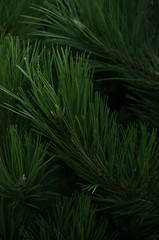  Christmas tree branches, nature background