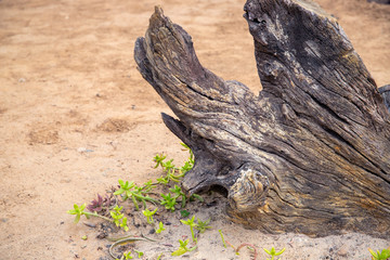 Old wooden trunk on sand soil, natural photo abstraction. Climate change or environment problem concept.