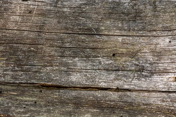 Closeup image of an old wooden board. Shriveled tree trunk. Background. Texture.