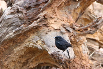 Bird on a log