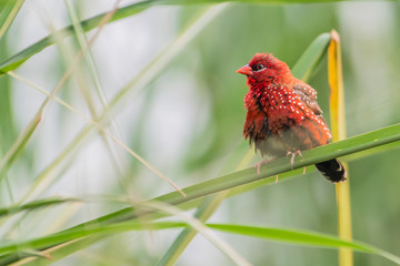 Red avadavat