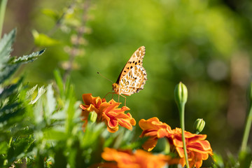 秋のコスモス畑を飛び交う蝶